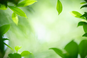 Amazing nature view of green leaf on blurred greenery background in garden and sunlight with copy space using as background natural green plants landscape, ecology, fresh wallpaper.