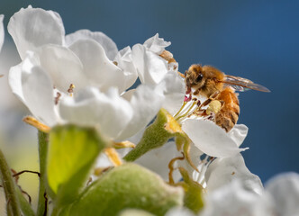 Wall Mural - Honeybee on pear flowers (Apis mellifera)