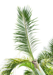 Wall Mural - palm tree isolated on white background