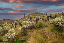 South American Paramo In El Angel Ecological Reserve With The Frailejones (espeletia)