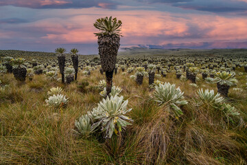 Wall Mural - South american paramo in El Angel Ecological Reserve with the frailejones (espeletia)