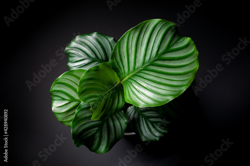 Calathea Orbifolia from top angle with isolated black background. Calathea orbifolia is a species of prayer plant native to Bolivia.