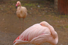 A Pink Flamingo Stands On One Leg With Its Head Buried In Feathers.