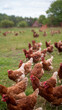 © BERCA - Chickens on fieldHühner auf dem Feld