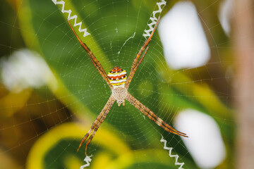Spider in its spider's web, waiting for its prey.