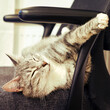 © Андрей Журавлев - Pet sleep on computer chair in home office, coronavirus recovery concept