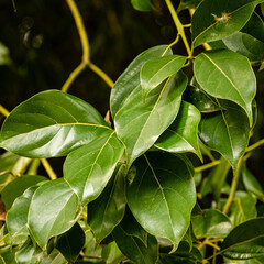shiny evergreen leaves of false camphor tree (cinnamomum glanduliferum) or nepal camphor tree in arb