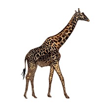 Realistic Giraffe Isolated On White Background. Hand-drawn African Animal. Savannah Animals