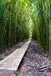 Holzpfad durch einen Bambuswald auf Maui Hawaii