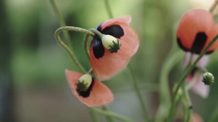 Wall Mural - Close Up Of Beautiful Red Poppy Flowers