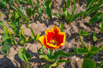 Colorful tulips in an agricultural field in sunlight below a blue cloudy sky in spring, Almere, Flevoland, The Netherlands, April 19, 2021