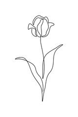 Wall Mural - Tulip flower in continuous line art drawing style. Blooming tulip black linear sketch isolated on white background. Vector illustration
