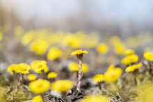 Glade Of The First Spring Flowers-yellow Coltsfoot. Flowers "Mother And Stepmother". Defocused Background.