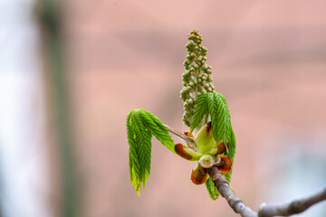 Young tender green leaves and multi-flowered pyramidal inflorescence-panicle of horse chestnut (so called aesculus and buckeye) open under the spring wind and rain with a bokeh effect.