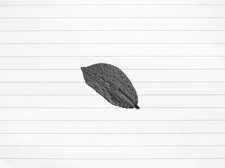 Sticker - gray dry leaf on white paper with line background