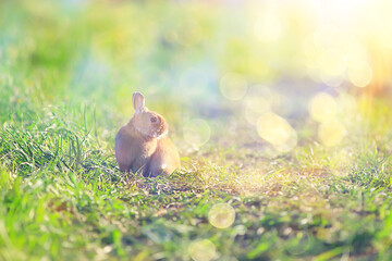 spring rabbit in a green field, easter symbol, beautiful april easter background