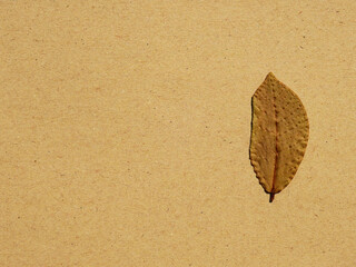 Poster - dry brown leaf on brown paper background