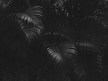 Black Palm Leaf Background, Bush For Decorative