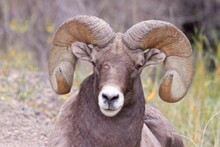 Grandpa - Full Curl Bighorn Ram