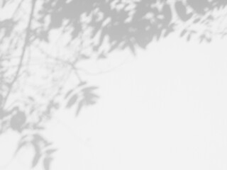 abstract shadow branch of tree with leaves on white wall background