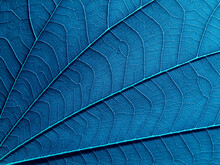 Close Up Blue Leaf Texture, Natural Background