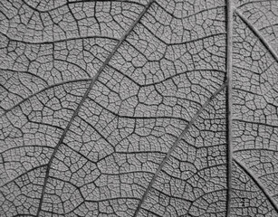 Sticker - macro vein of gray leaves texture