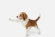 © master1305 - Small funny dog Beagle posing isolated over white studio background.