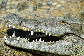 Sticker - Closeup shot of a crocodile's face with its huge mouth open on a sunny day