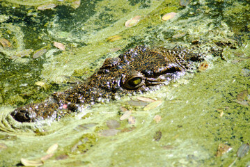 Wall Mural - Closeup shot of the eyes and snout of a crocodile on the dirty surface