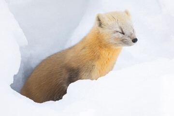 Wall Mural - sable in snow