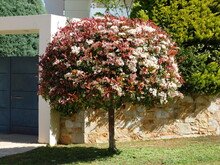 A Blooming Photinia Fraseri Red Robin Tree With Red And Green Leaves, And White Flowers