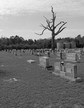 A Dead Tree Highlights A Small Country Cemetery.