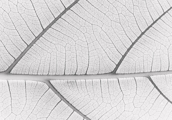 close up white leaf texture