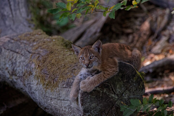 Canvas Print - Lynx boréal juvénile