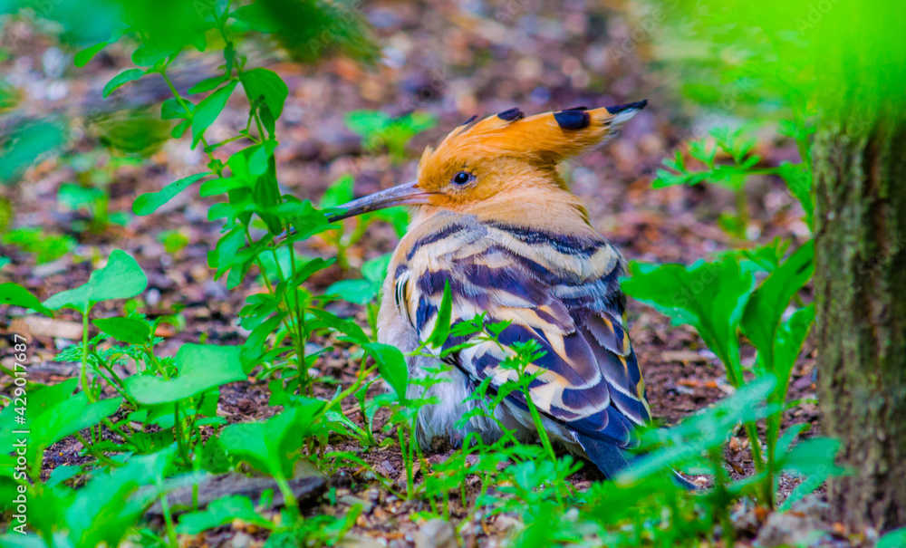 photo-stock-beautiful-eurasian-hoopoe-upupa-epops-feeding-on