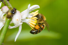 Closeup Shot Of A Bee Collecting Pollen From A Flower In A Garden