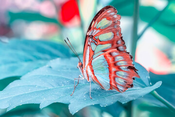  Macro shots, Beautiful nature scene. Closeup beautiful butterfly sitting on the flower in a summer garden.