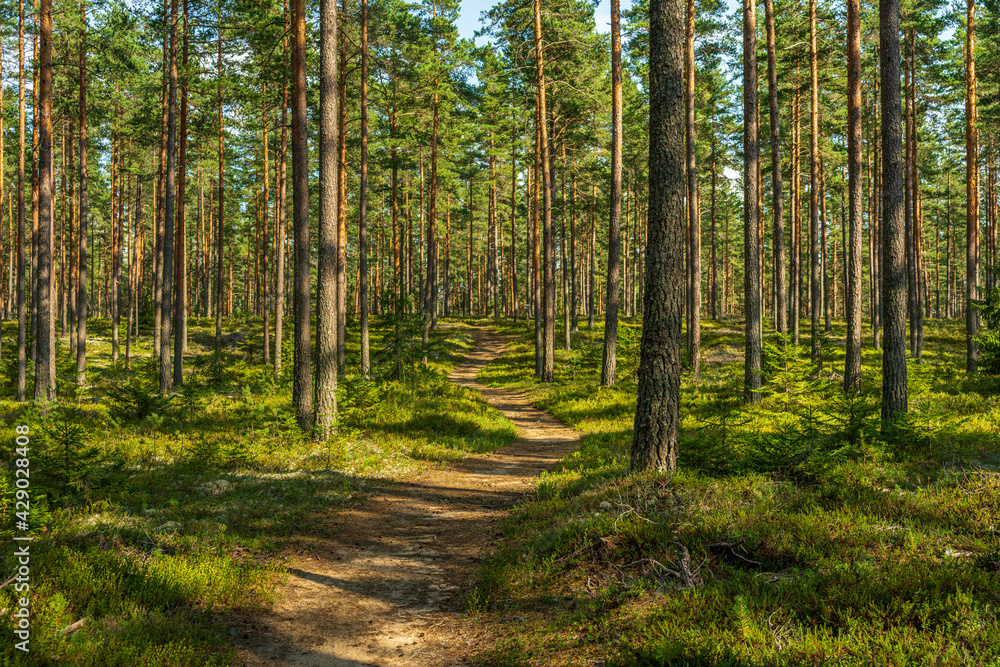 Walking path in a beautiful pine forest in Sweden - obrazy, fototapety, plakaty 