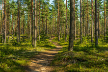 Walking Path In A Beautiful Pine Forest In Sweden