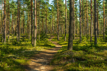 walking path in a beautiful pine forest in sweden