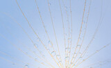 Fototapeta Dmuchawce - water droplets on a dandelion, dandelion on a blue sky background