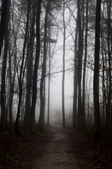 Sticker - footpath in forest on misty morning