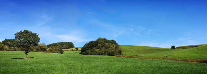 Wall Mural - green spring field with trees and blue sky.