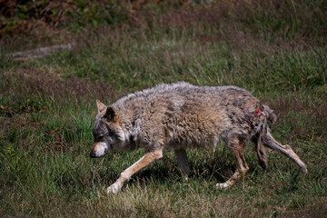 Wall Mural - Loup gris d'Europe blessé