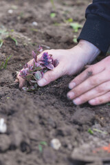 Two man hands planting a young tree or plant while working in the garden, seeding and planting and growing, farmers hands care of new life, environment, spring, nature, plants concept