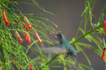 Canvas Print - Gray-green hummingbird in flight looking curiously at firecracker plants