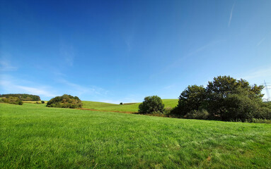 Wall Mural - green spring field with trees and blue sky.