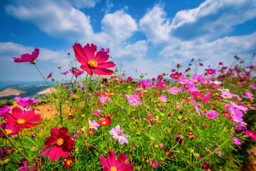 Wall Mural - Cosmos flowers in the garden with sunlight.