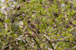 Grünfink auf einem Zweig