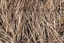 Close-up Texture Of Last Year's Dry Grass In A Dry Swamp